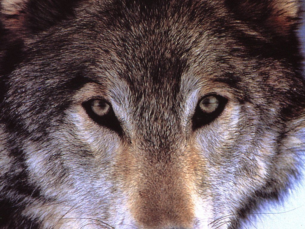 Coyottes et loups - 045